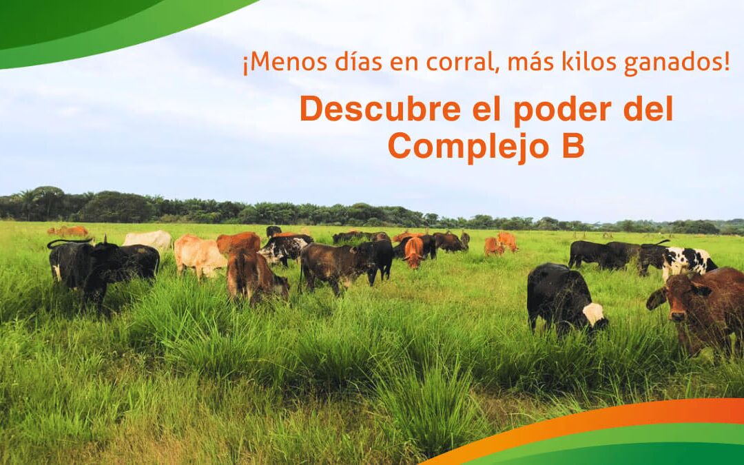 Optimiza el engorde de tu ganado con la suplementación de complejo B